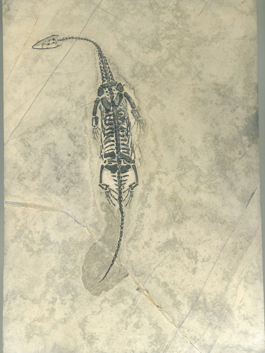 Keichosaurus hui 