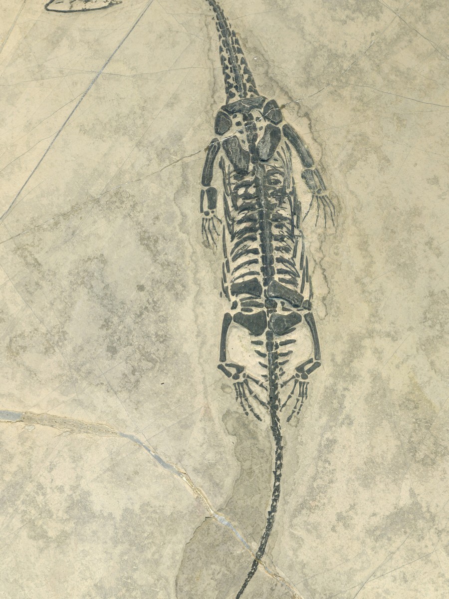 Keichosaurus hui 