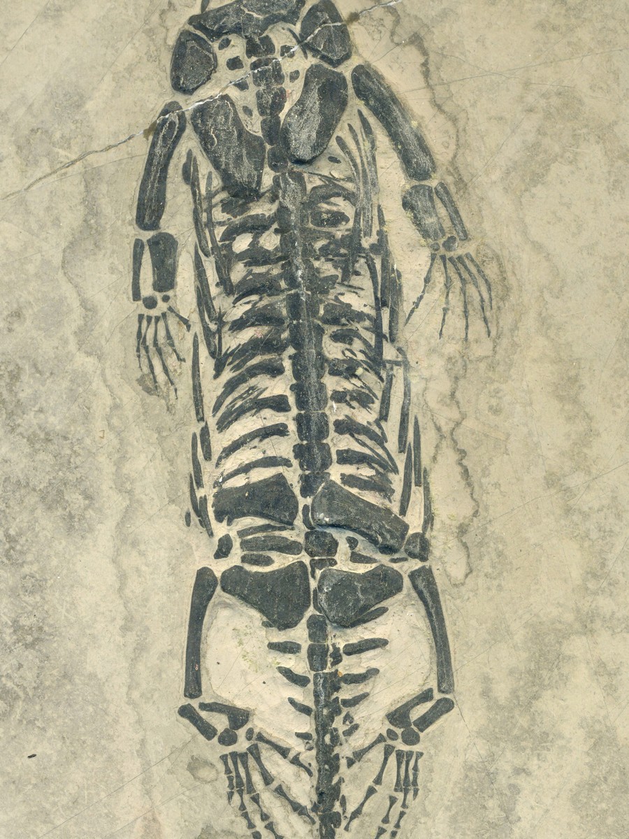 Keichosaurus hui 
