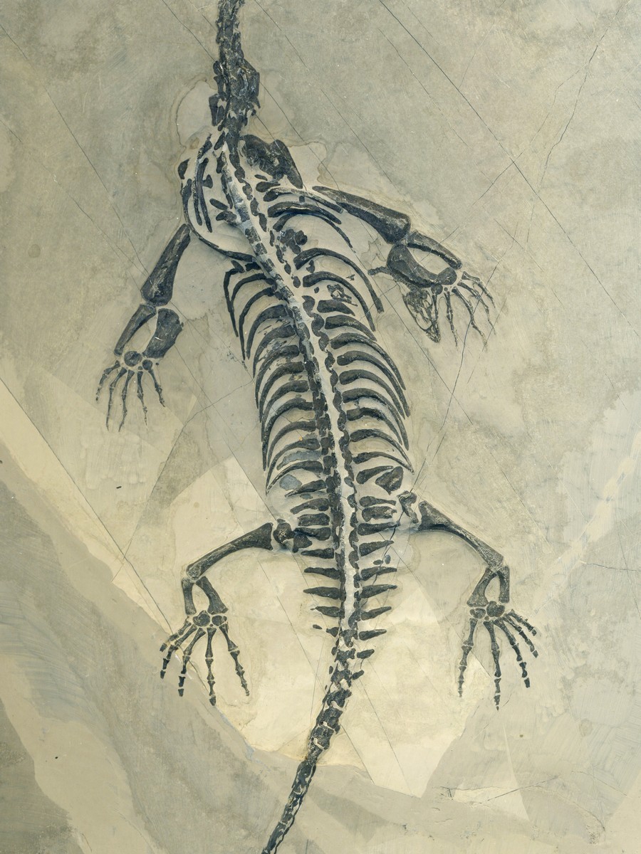 Keichosaurus hui 