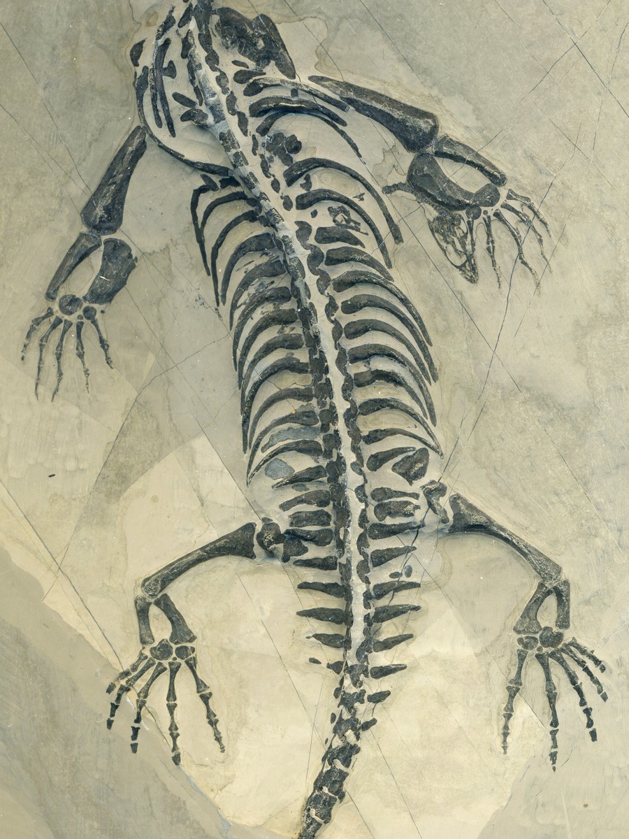 Keichosaurus hui 