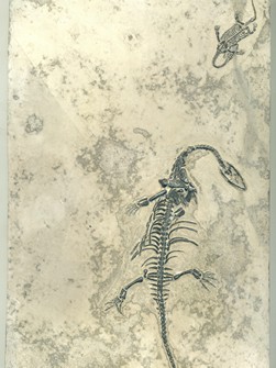Schwimmsaurier aus China, Keichosaurier