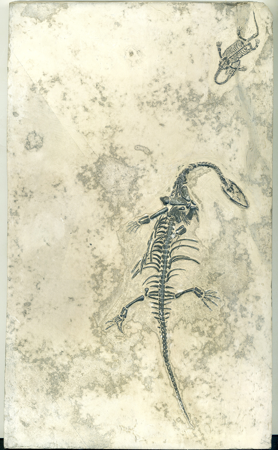 Keichosaurus hui 