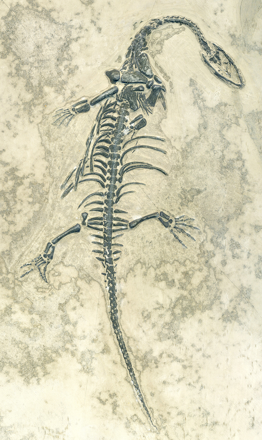 Keichosaurus hui 