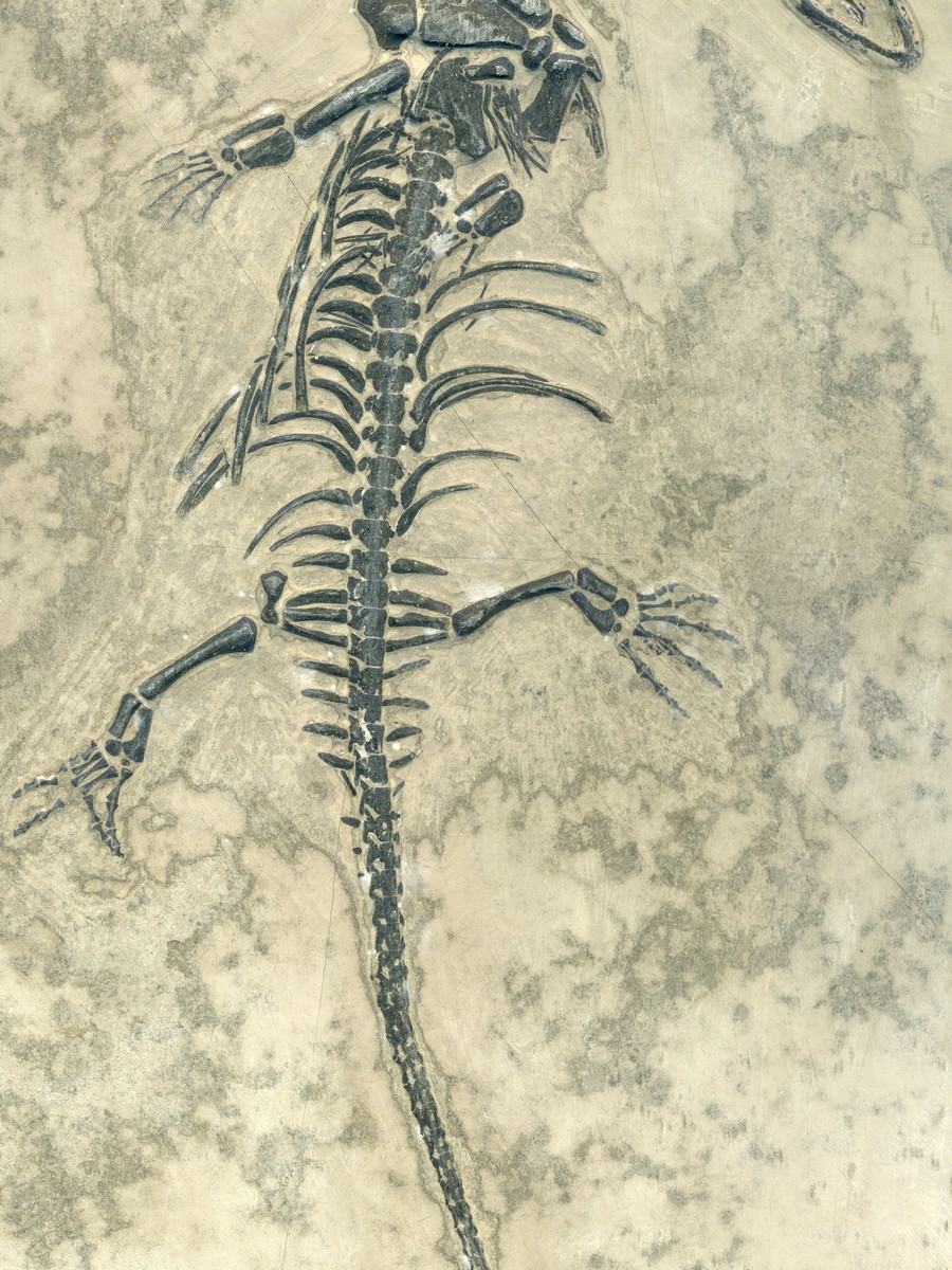 Keichosaurus hui 