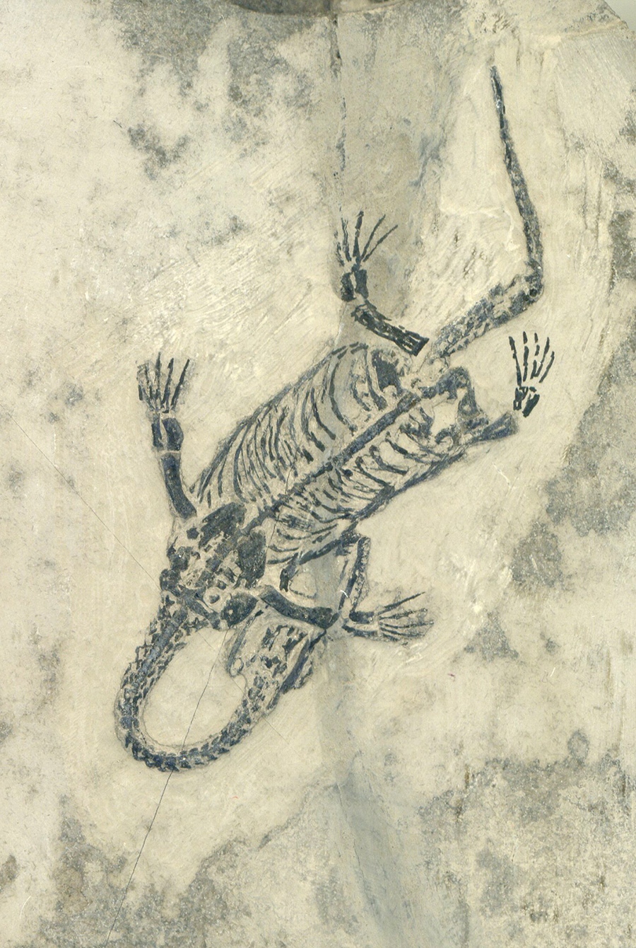 Keichosaurus hui 