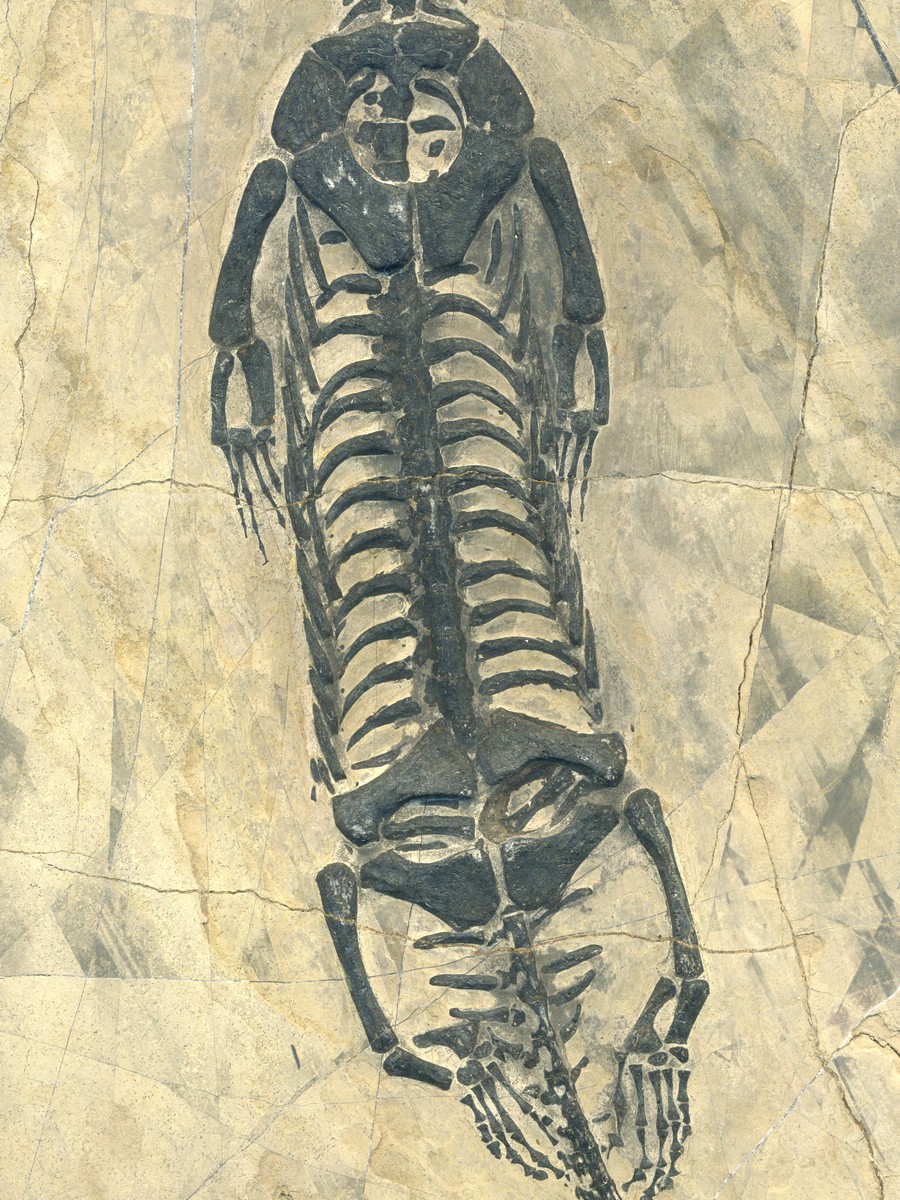 Keichosaurus hui 