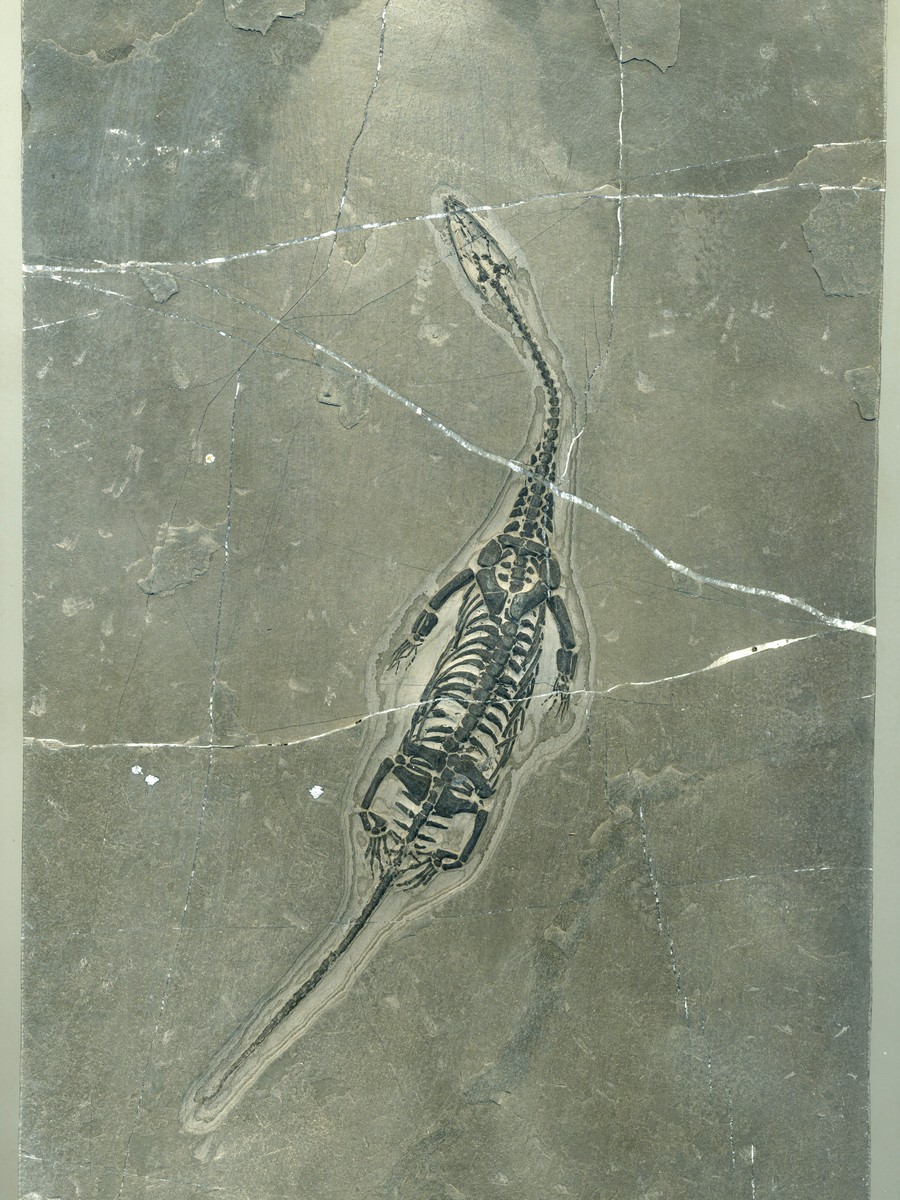 Keichosaurus hui 