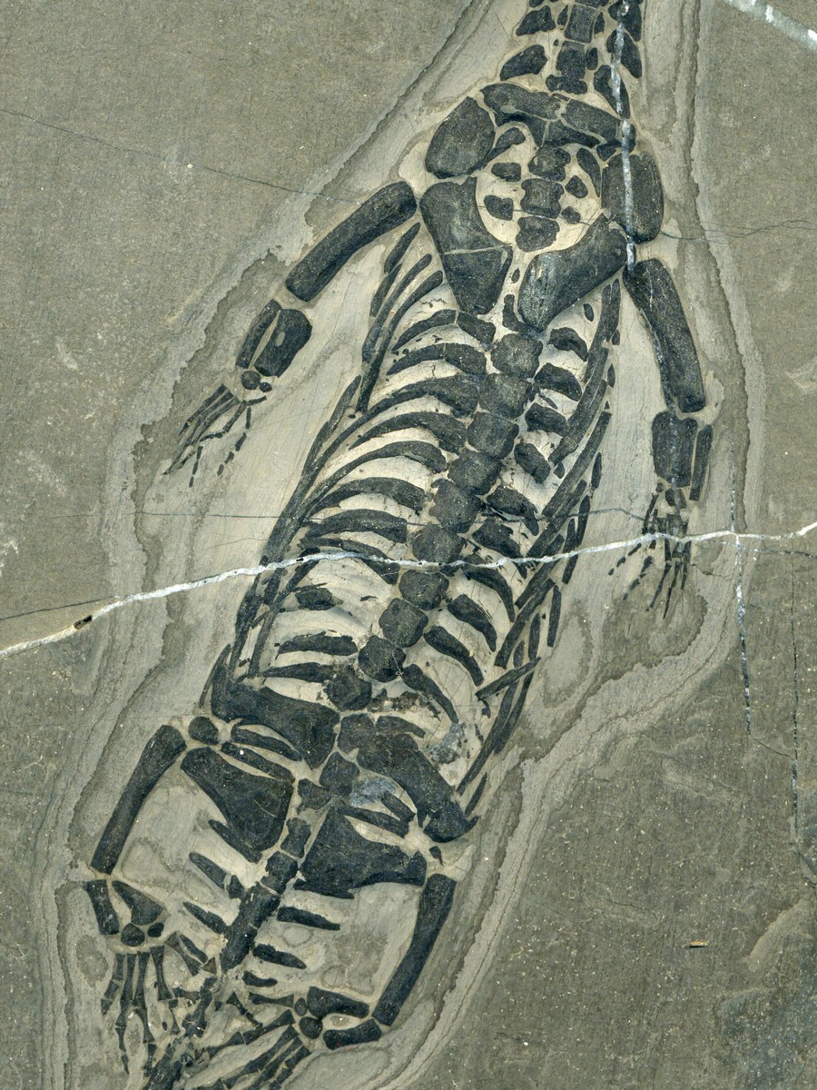 Keichosaurus hui 
