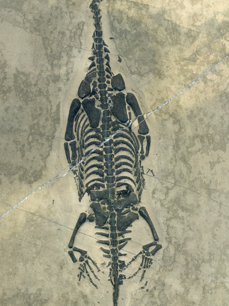 Keichosaurus hui 