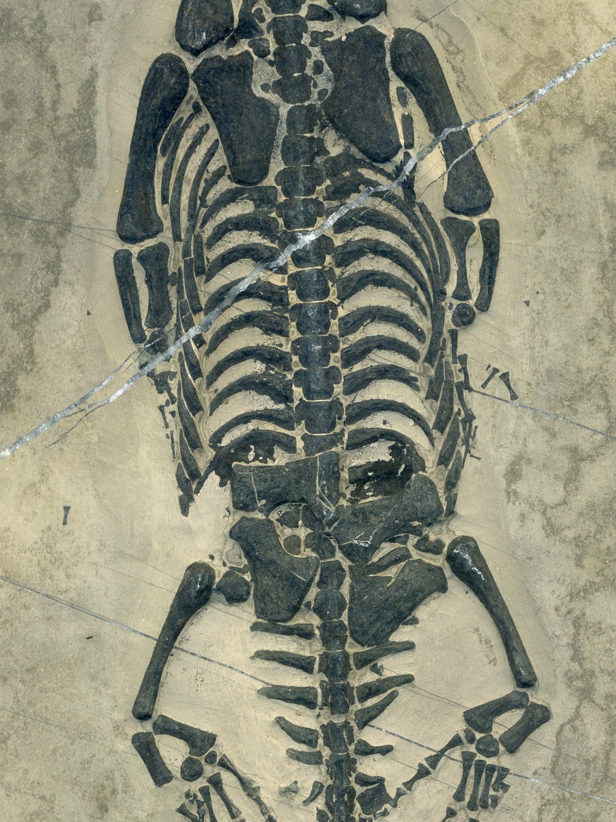 Keichosaurus hui 