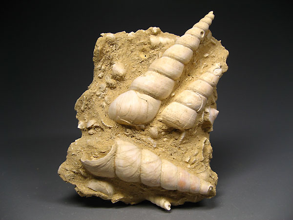 Turmschnecke, Turitella terebralis