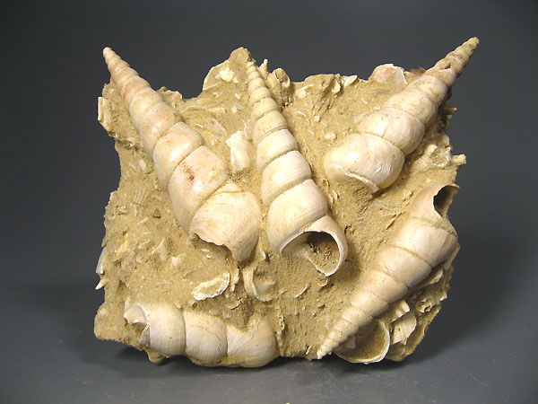 Turmschnecke, Turitella terebralis