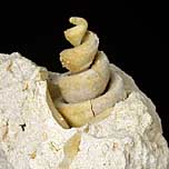 Turmschnecke aus Italien, Turitella