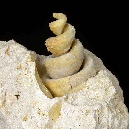 Turmschnecke, Turitella