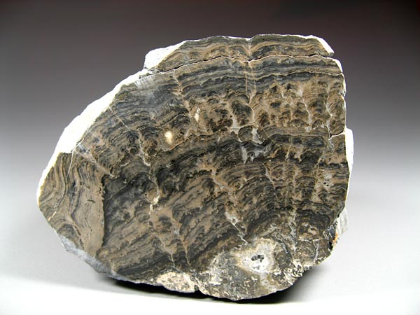 Stromatolithen aus Deutschland