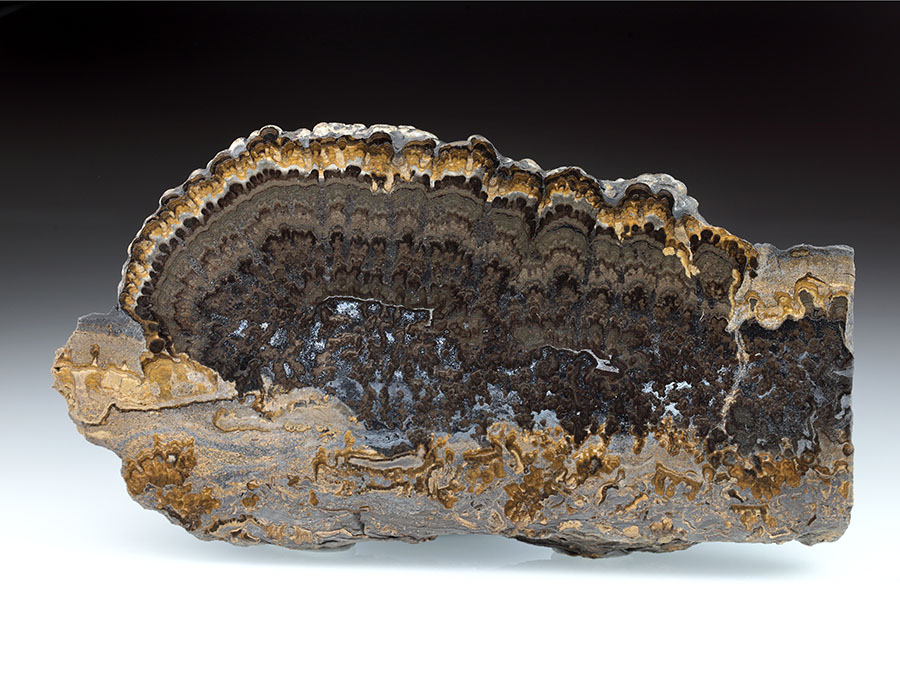 Stromatolithenplatte