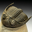 Trilobiten aus Marokko