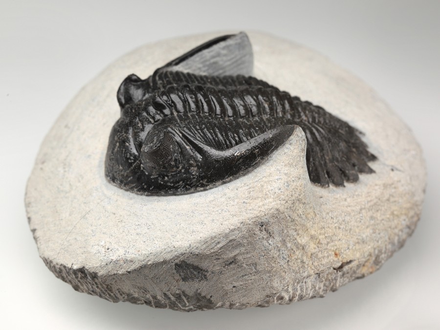 Trilobit Fossil Calymene 7cm Aus Marokko - Urzeit Fossil Für Sammler & Lehrmaterial
