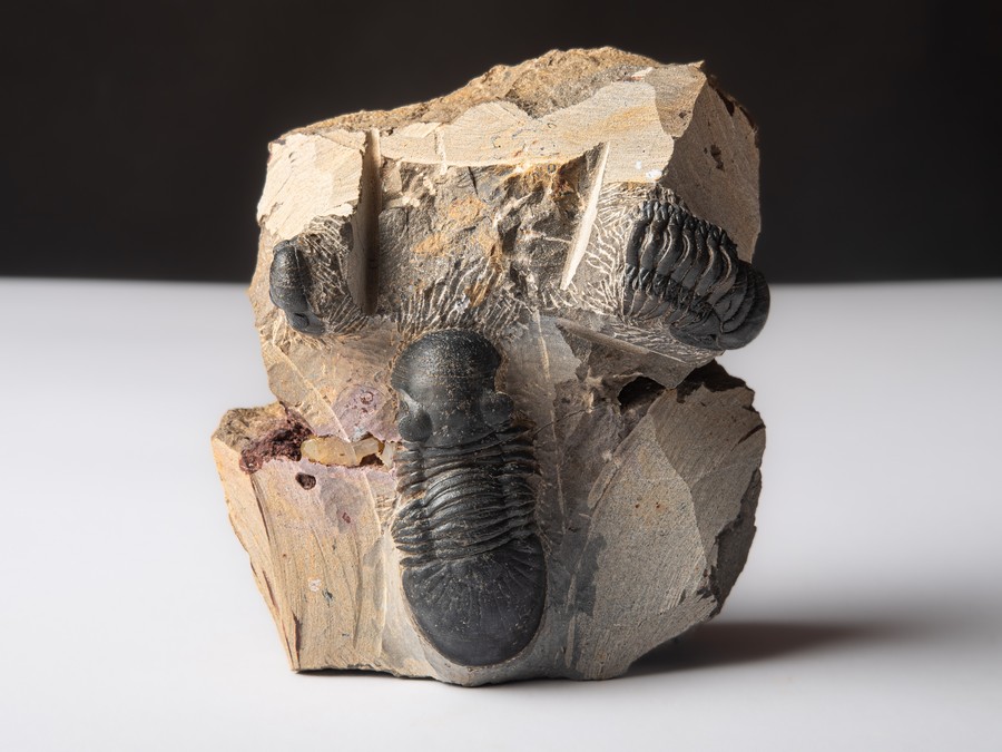 Paralejurus spatuliformis