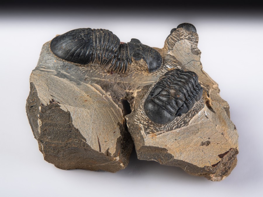 Paralejurus spatuliformis