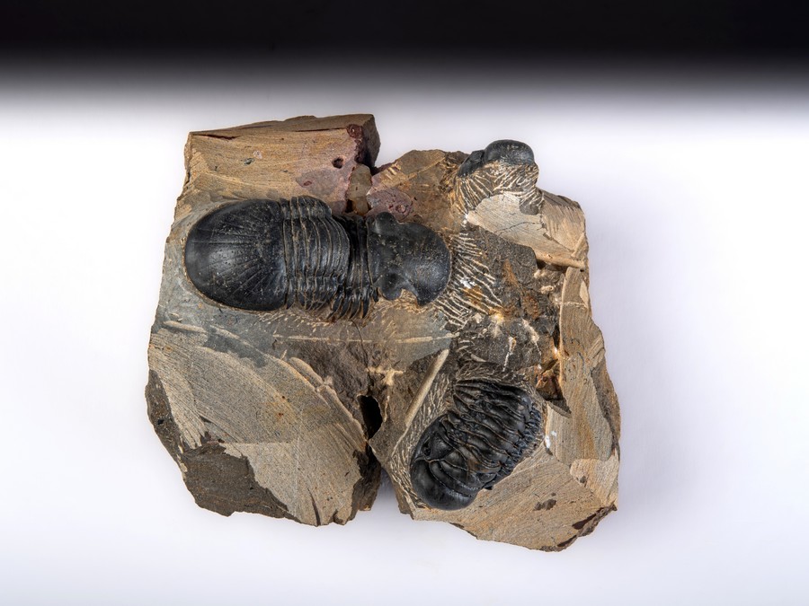 Paralejurus spatuliformis