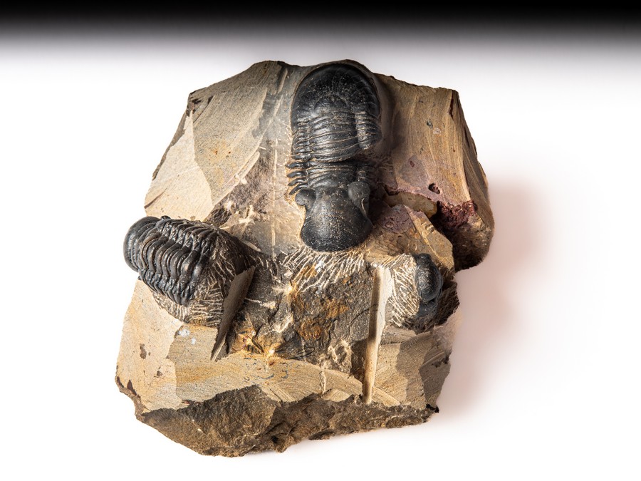 Paralejurus spatuliformis