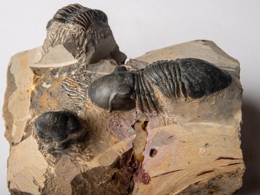 Paralejurus spatuliformis