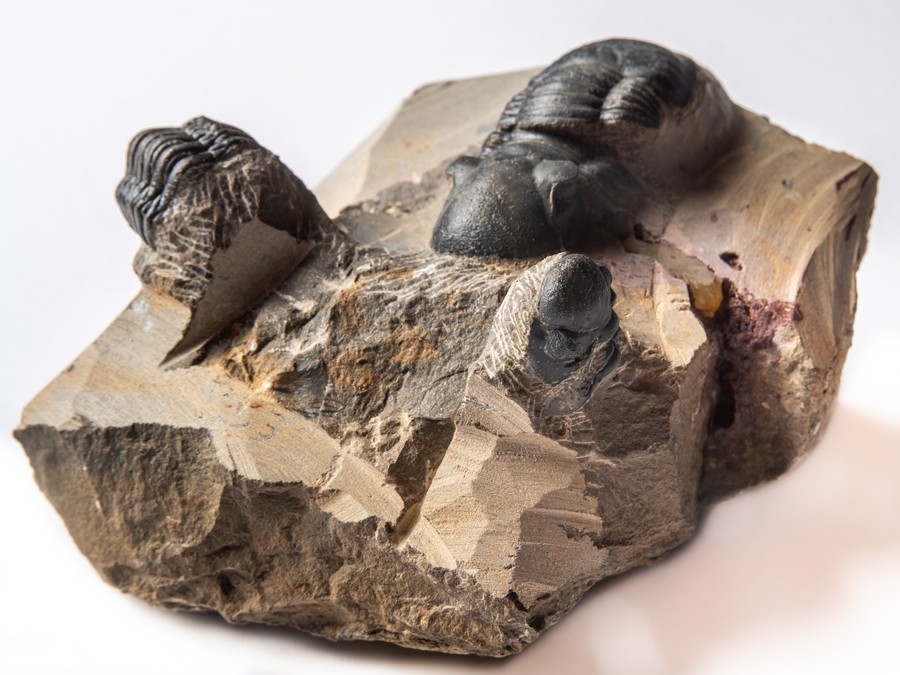 Paralejurus spatuliformis