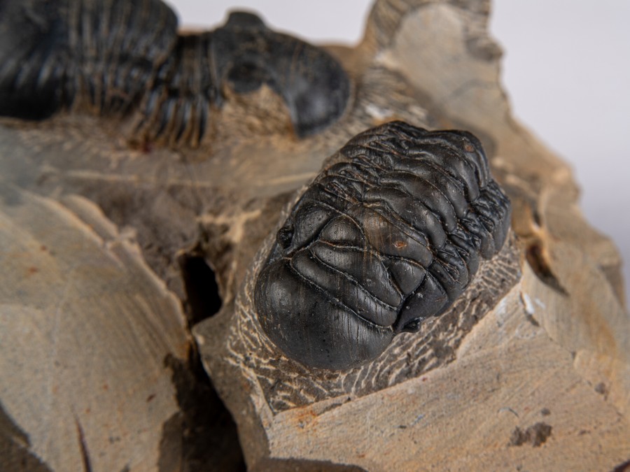 Paralejurus spatuliformis