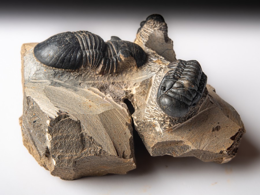 Paralejurus spatuliformis