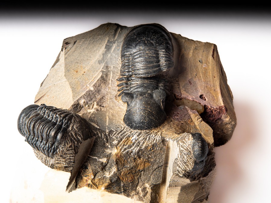 Paralejurus spatuliformis