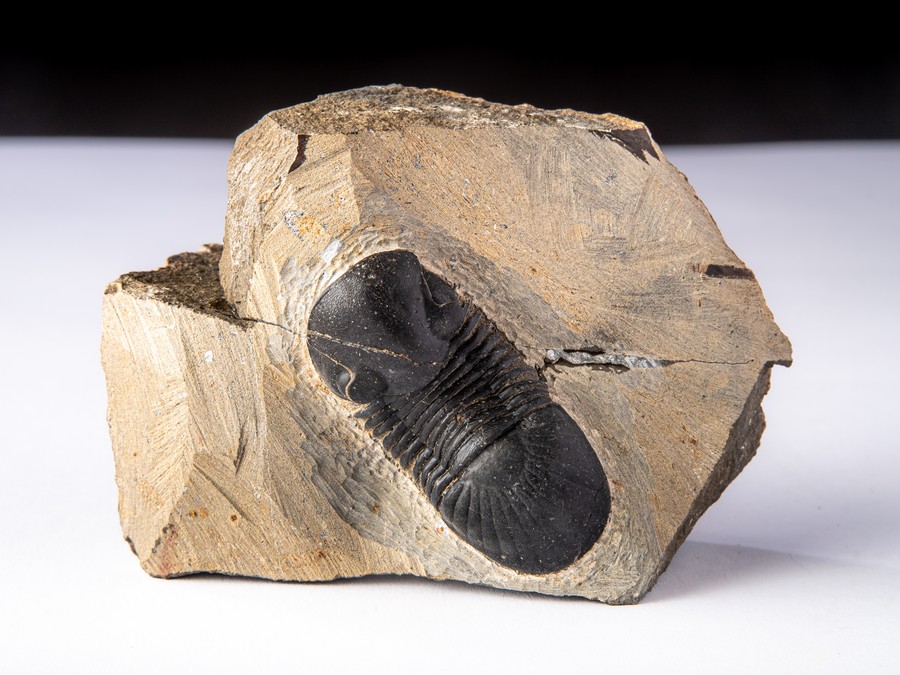 Paralejurus spatuliformis