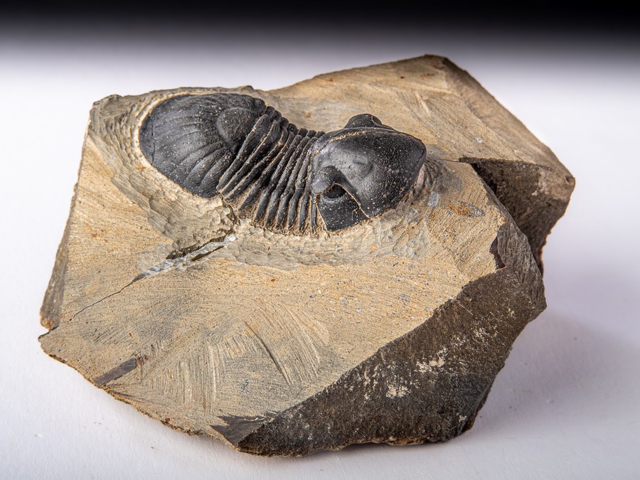 Paralejurus spatuliformis