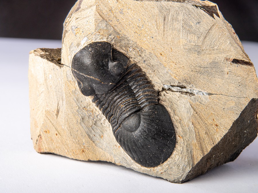 Paralejurus spatuliformis