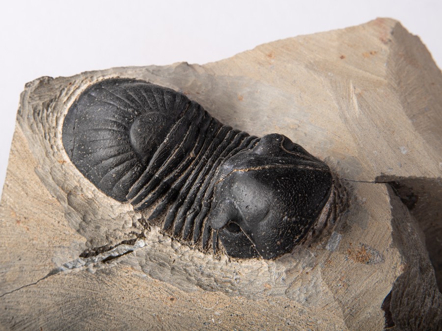 Paralejurus spatuliformis