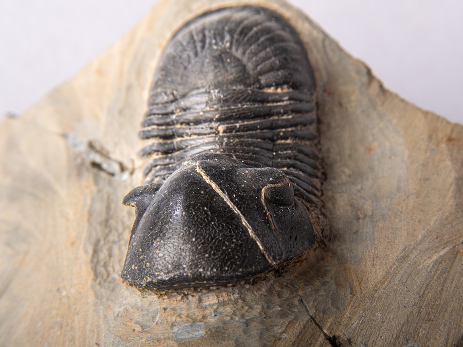 Paralejurus spatuliformis