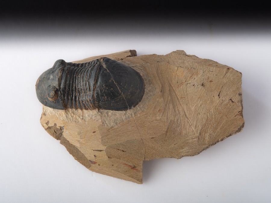 Paralejurus spatuliformis