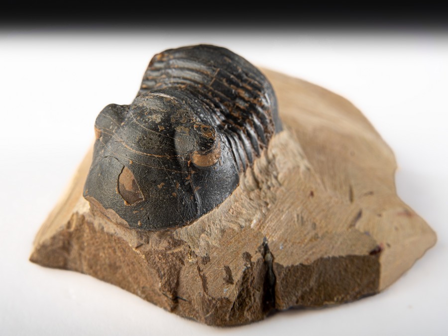 Paralejurus spatuliformis