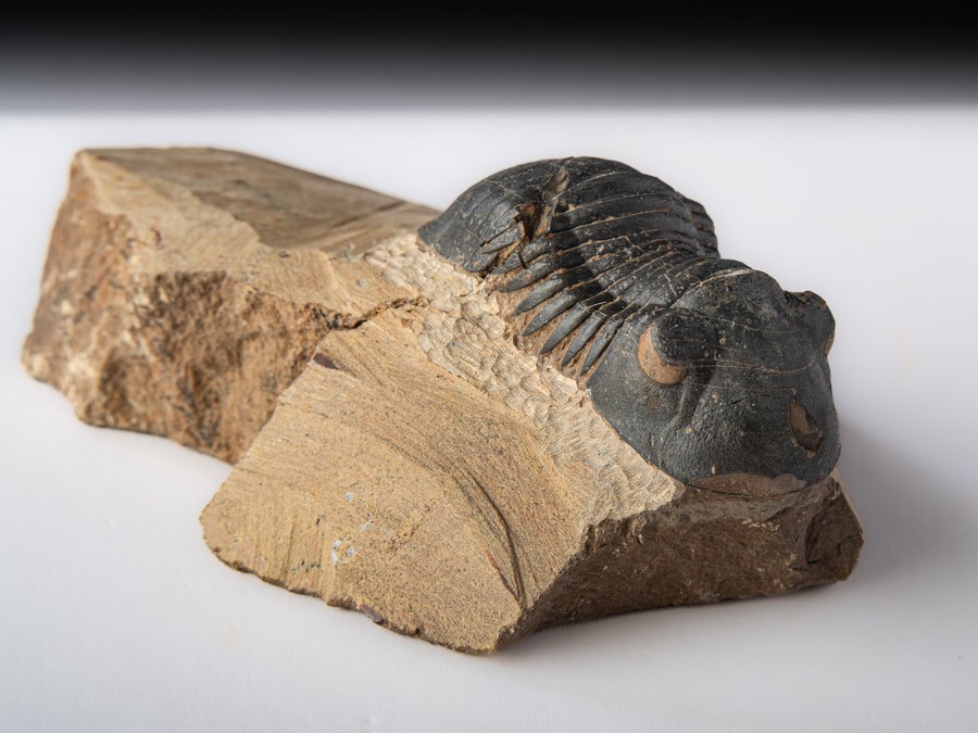 Paralejurus spatuliformis