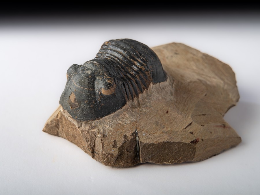 Paralejurus spatuliformis