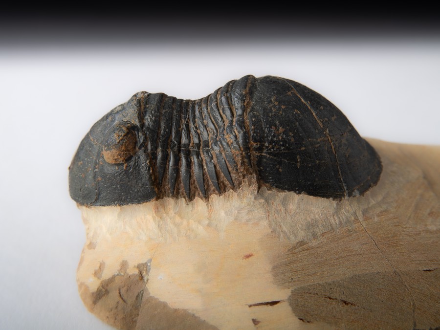 Paralejurus spatuliformis