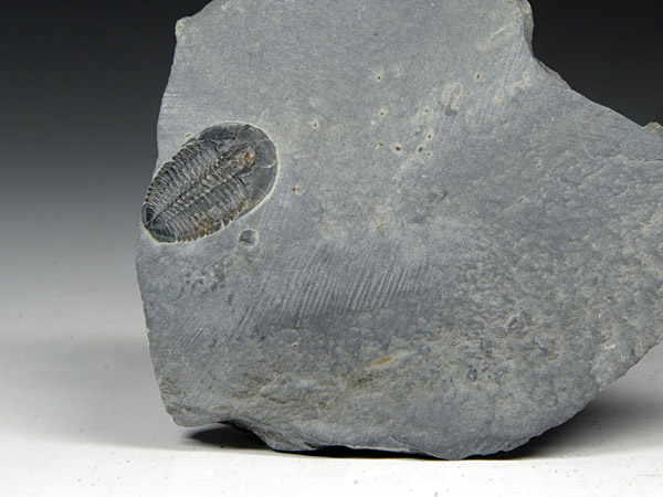 Trilobit, Elrathia kingii