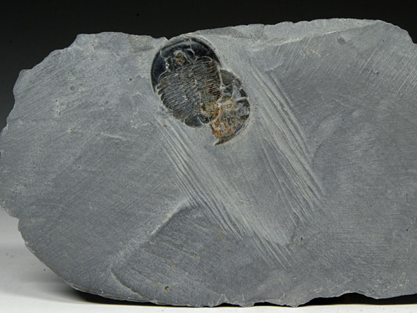 Trilobit, Elrathia kingii