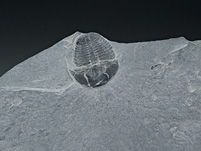 Trilobit aus Amerika: Elrathia kingii