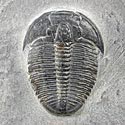 Trilobiten aus Amerika: Elrathia kingii