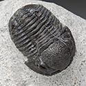 Trilobiten aus Marokko