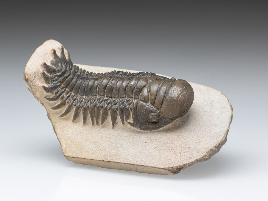 Trilobit: Crotalocephalina