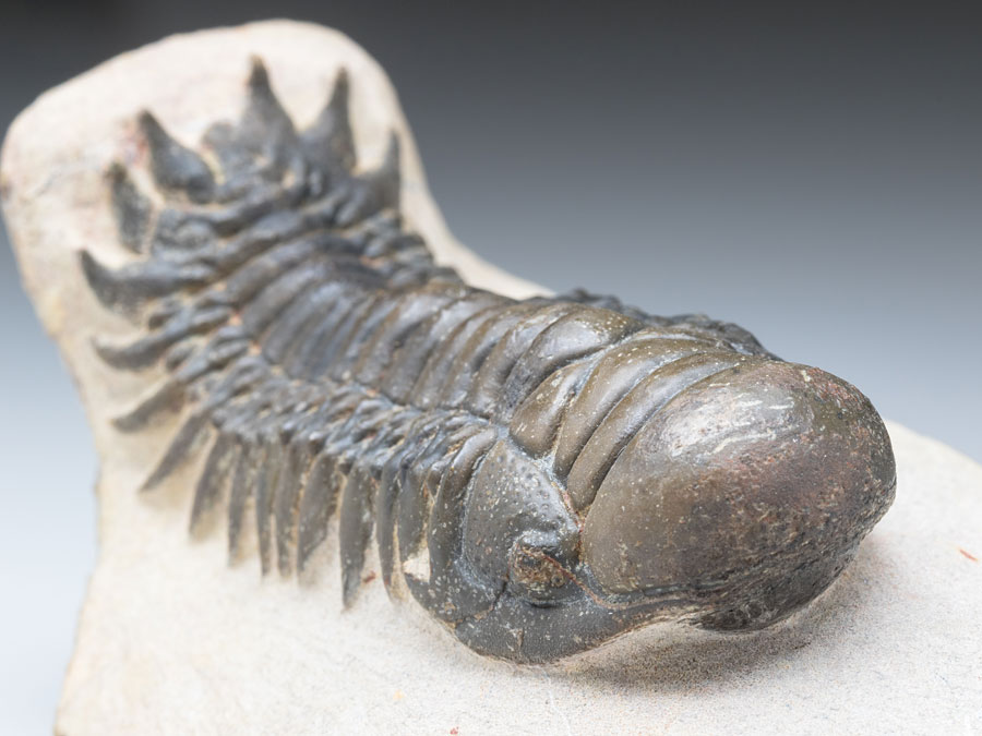 Trilobit: Crotalocephalina