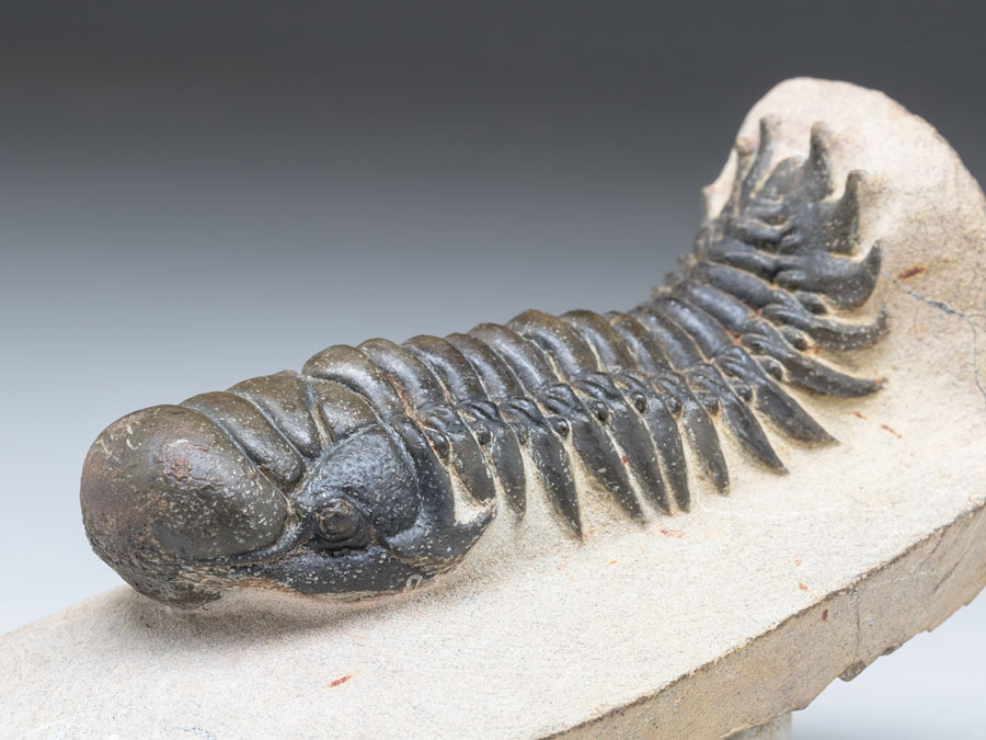 Trilobit: Crotalocephalina